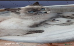 Ragdoll cats for sale: Ragdoll Kittens - Image 7