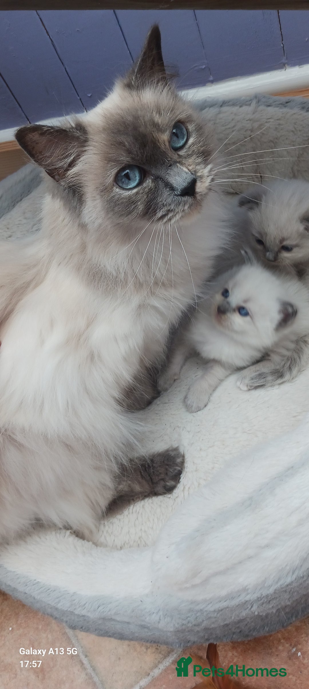 Ragdoll cats for sale: Ragdoll Kittens - Image 7