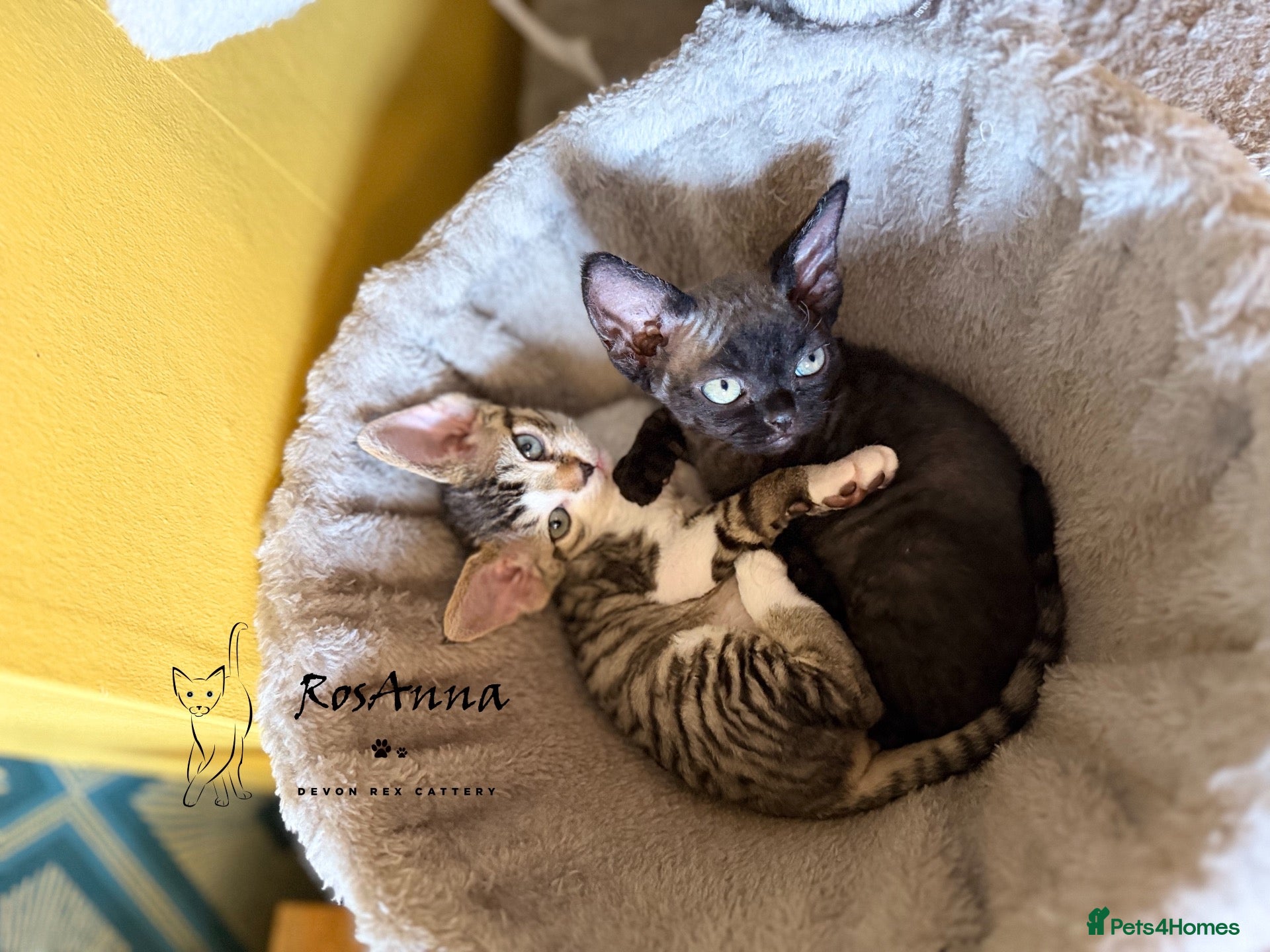 Devon Rex cats 2 girls available soon  - Advert 2