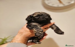 Cockapoo dogs for sale: F2 Cockapoo Puppies – Ready mid-late December - Image 5