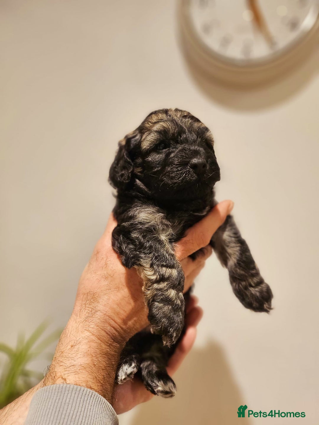 Cockapoo dogs for sale: F2 Cockapoo Puppies – Ready mid-late December - Image 5