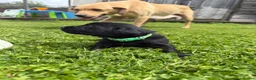 Cockerdor dogs for sale: 10 beautiful LabXcocker pups in Shrewsbury - Advert 14