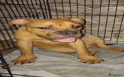 Mixed Breed dogs for sale: Bulldog mix pups - Image 1
