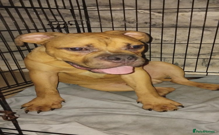 Mixed Breed dogs - Advert 4
