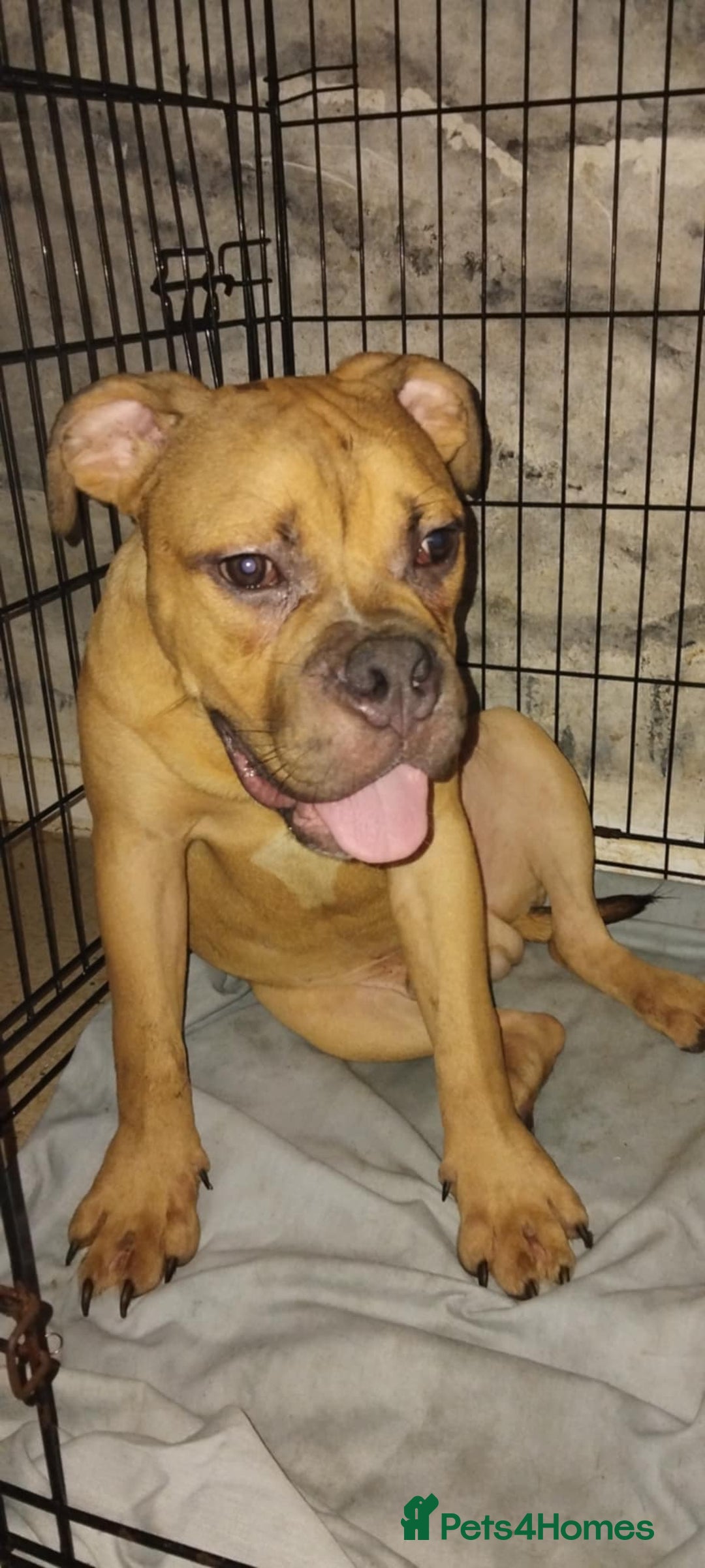 Mixed Breed dogs for sale: Bulldog mix pups - Image 1