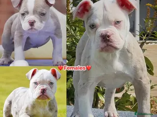 Olde English Bulldogge dogs 23❤️YEARS❤️5⭐️RATED❤️LICENSED❤️PROFESSIONALS❤️ - Advert 3