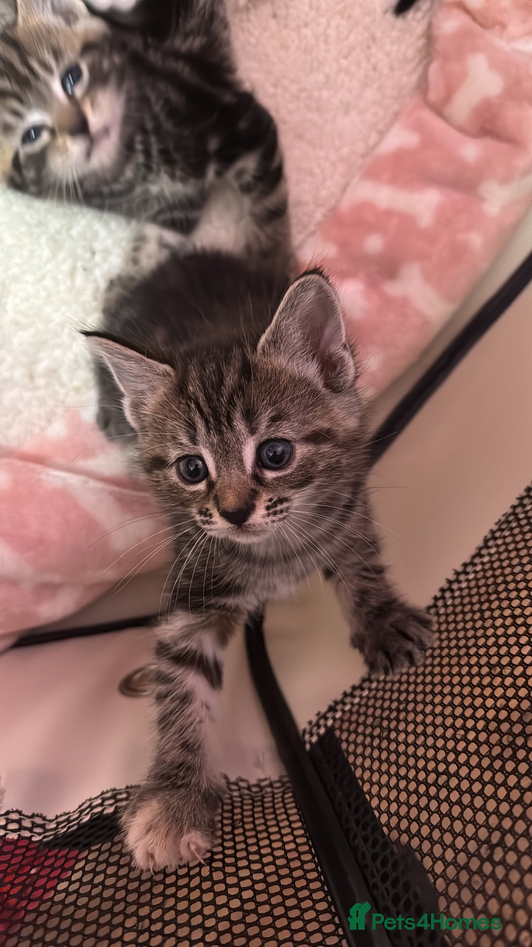 Mixed Breed cats for sale: Kittens looking for forever home - Image 6