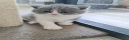 British Shorthair cats for sale: Beautiful British shorthair kittens  - Advert 10