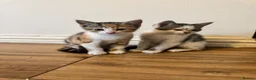 Mixed Breed cats for sale: 3 Kittens Looking for Loving Homes in Barking - Advert 4