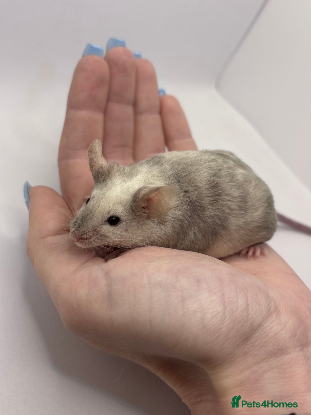 Mouse rodents for sale: Male Fancy Mice (available now) - Advert 4