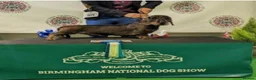 Dachshund dogs for sale: Outstanding Standard Wire-haired Dachshund Puppies - Advert 6