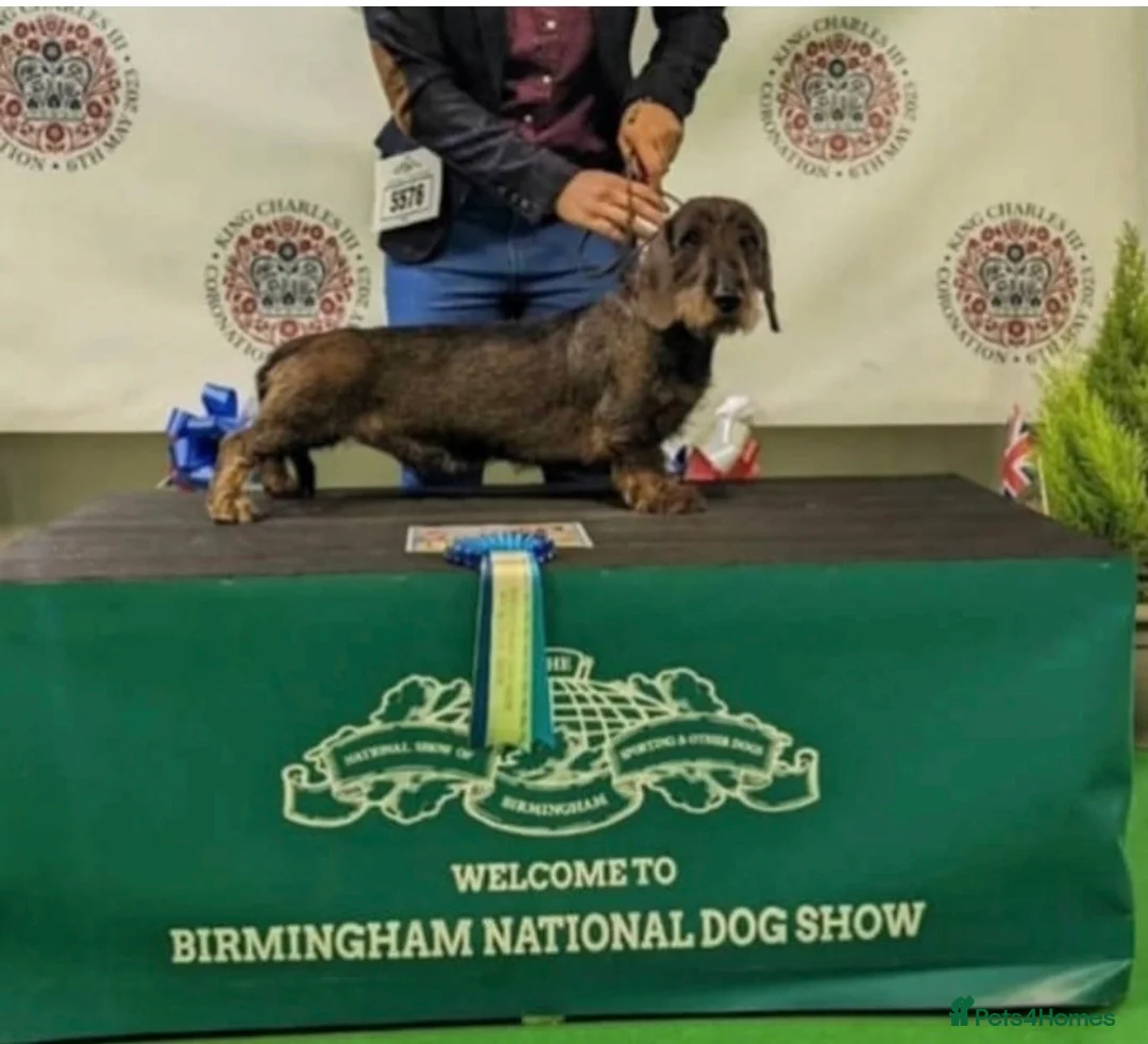Dachshund dogs for sale: Outstanding Standard Wire-haired Dachshund Puppies - Advert 6