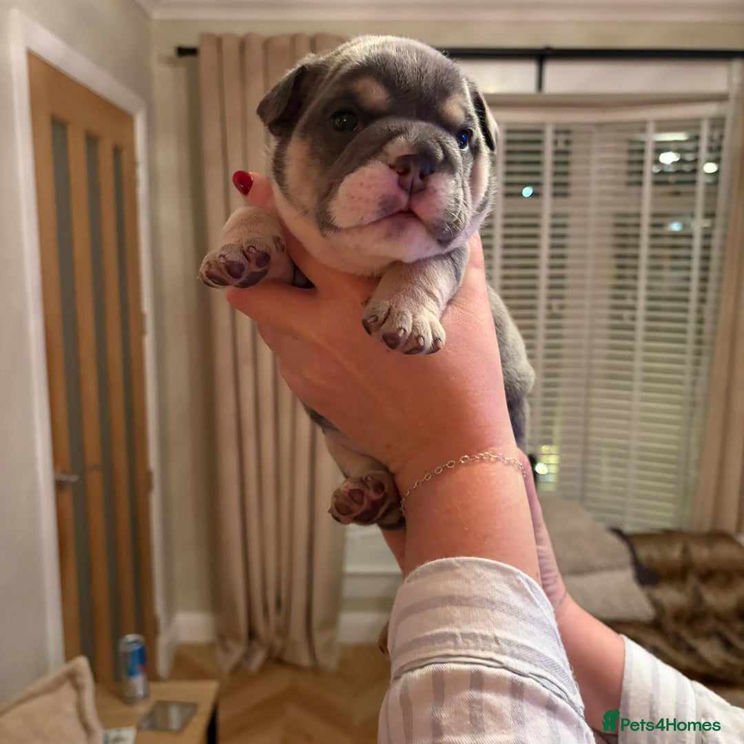English Bulldog dogs for sale: Kc reg english bulldog puppy female  - Advert 2