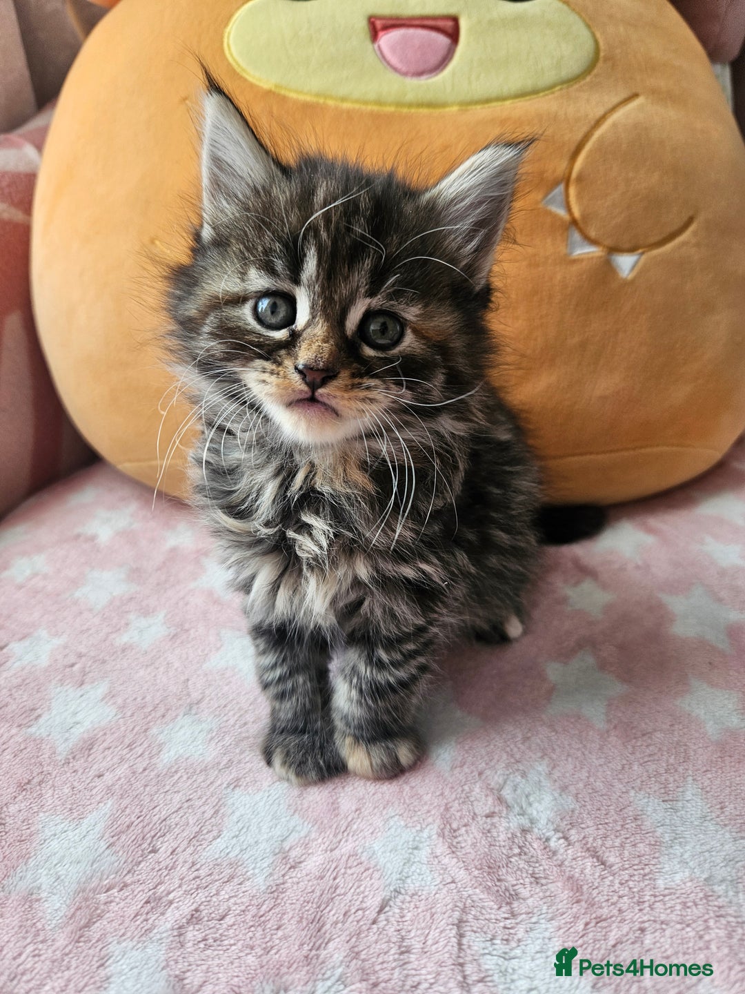 Mixed Breed cats for sale: Beautiful ginger mix long hair maine coon kittens - Advert 32