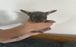 French Bulldog dogs for sale: French Bulldog Fur Babies  - Image 5