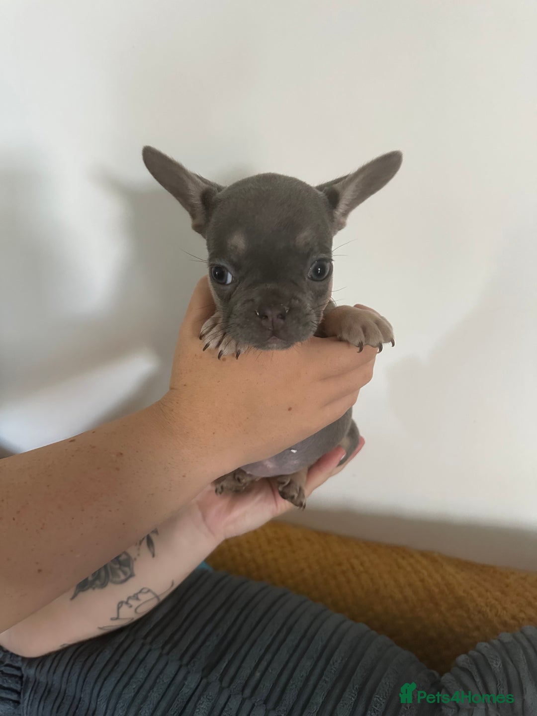 French Bulldog dogs for sale: French Bulldog Fur Babies  - Image 5