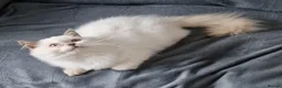 British Shorthair cats for sale: Lilac point boy British Shorthair Longhair - Advert 3