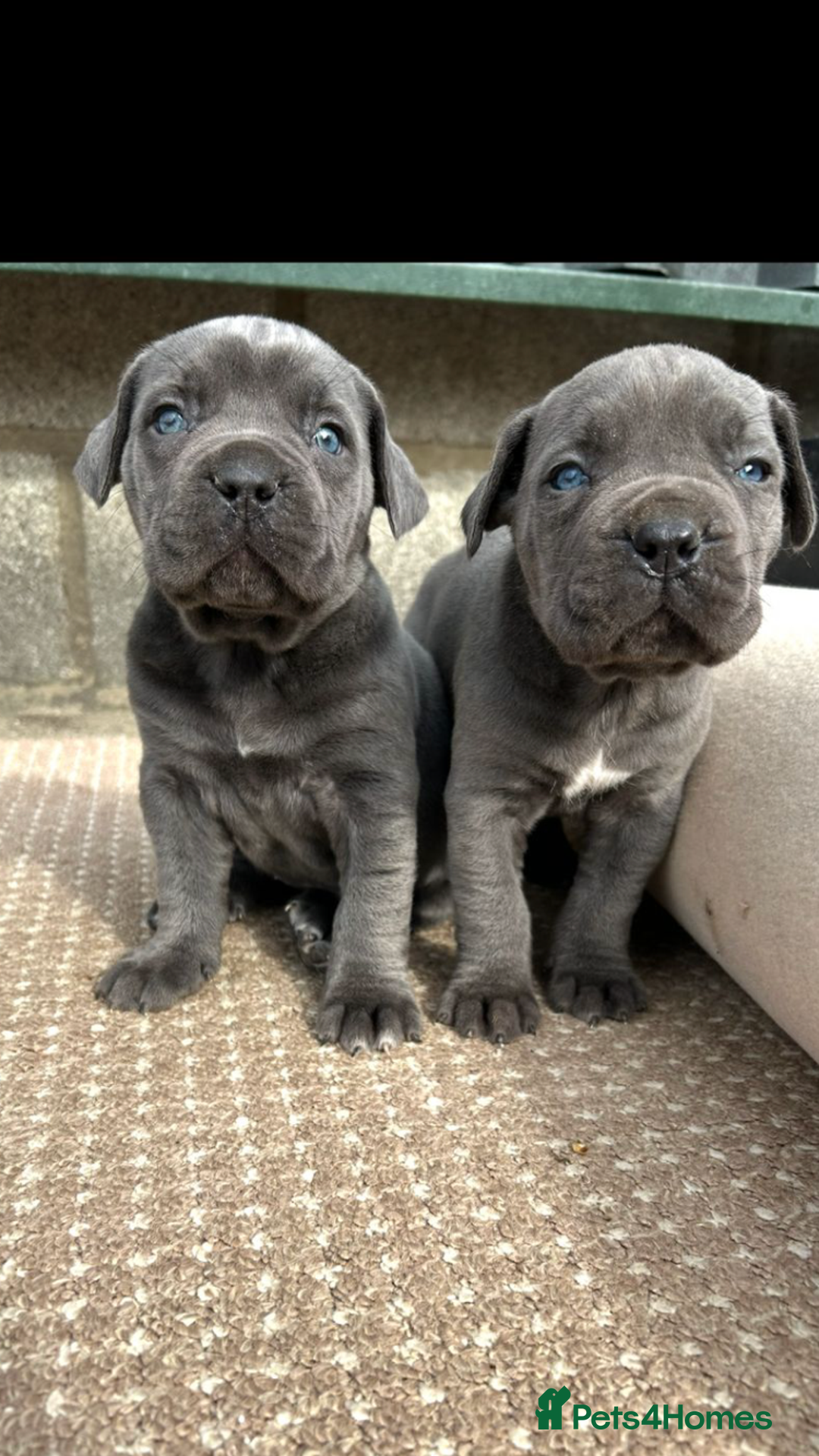 Cane Corso dogs for sale: Beautiful Blue Cane Corso Girls Ready Now - Image 9
