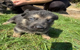 German Shepherd dogs for sale: German shepherd puppies  - Image 22