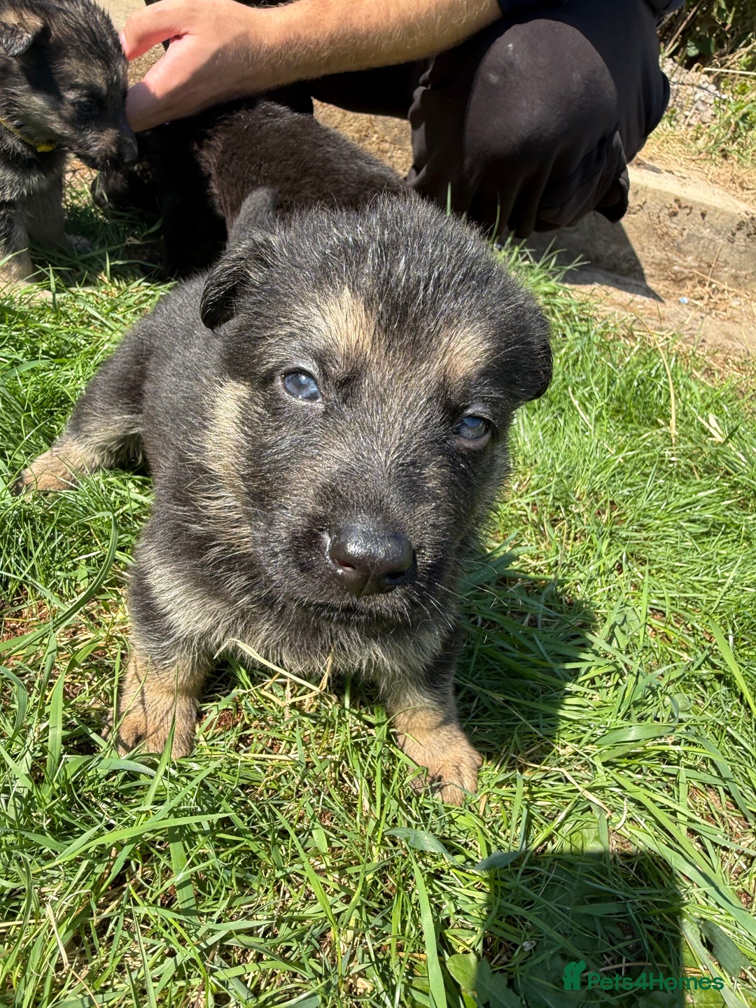 German Shepherd dogs for sale: German shepherd puppies  - Image 22