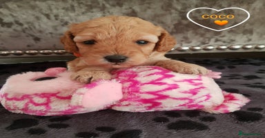Cavapoo dogs - Advert 2