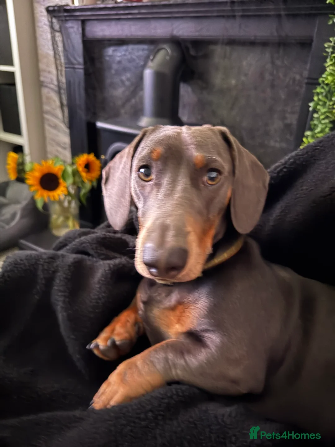 Dachshund dogs for stud: For stud a handsome sausage dog - Advert 1