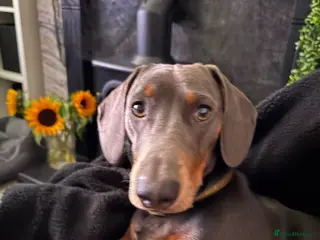 Dachshund dogs For stud a handsome sausage dog - Advert 2