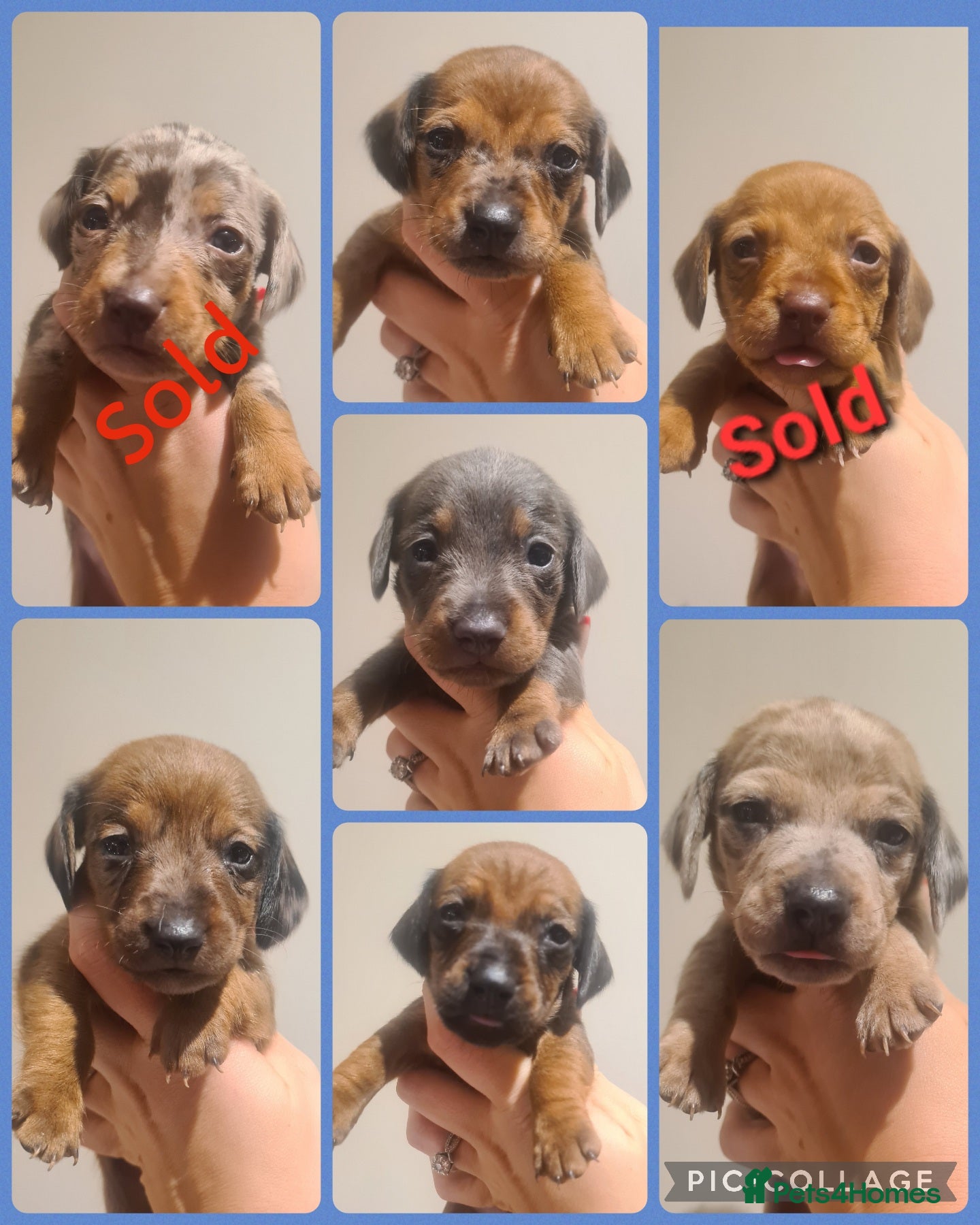 Miniature Dachshund dogs Beautiful bundle of boy mini daxies 5 boys left  - Advert 15