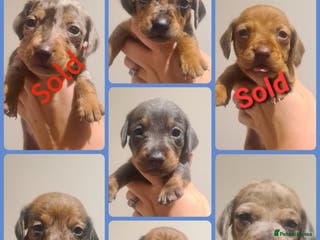 Miniature Dachshund dogs Beautiful bundle of boy mini daxies 5 boys left - Advert 15