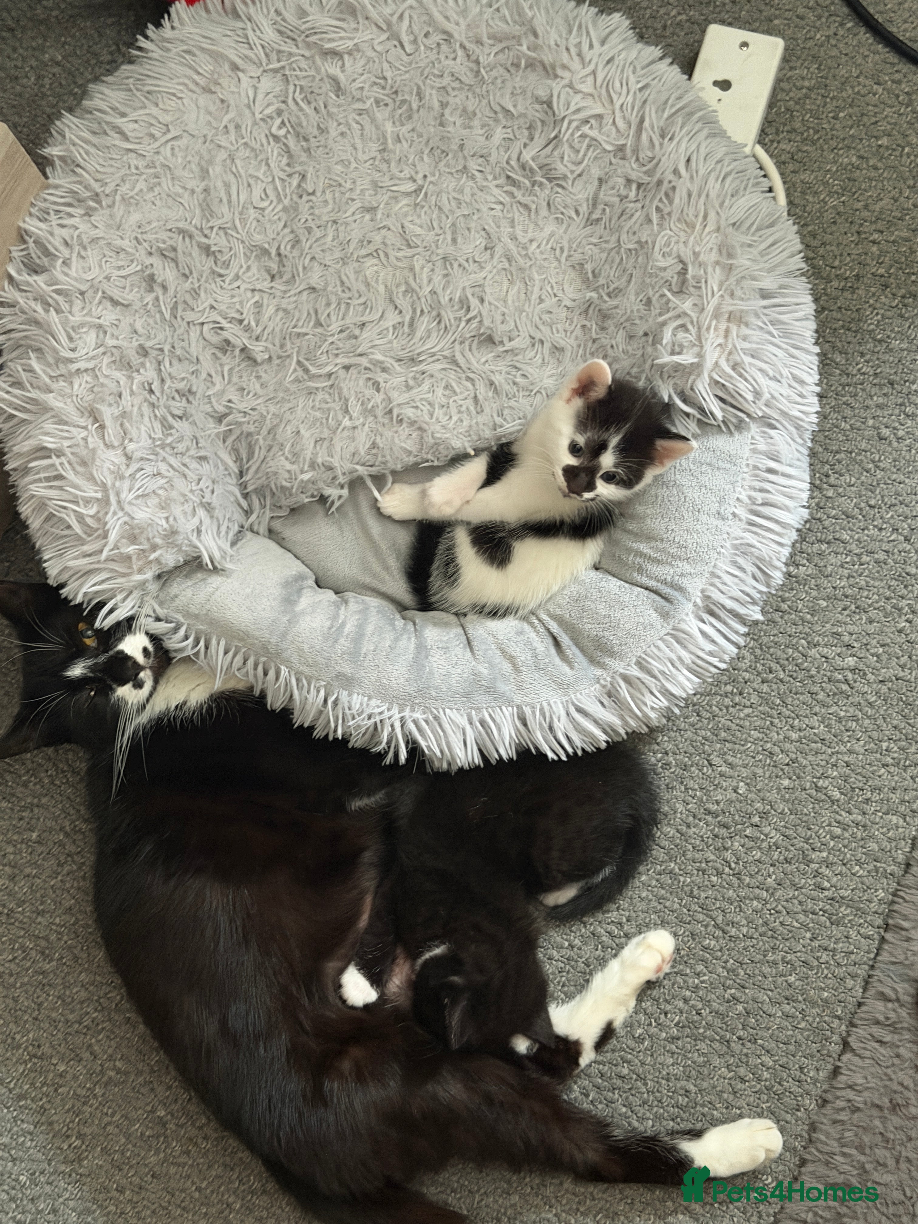 Mixed Breed cats Two Adorable Kittens Looking for Their  Home! - Advert 11