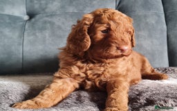Cockapoo dogs for sale: F1b Cockapoo Puppy Male Red - Image 2