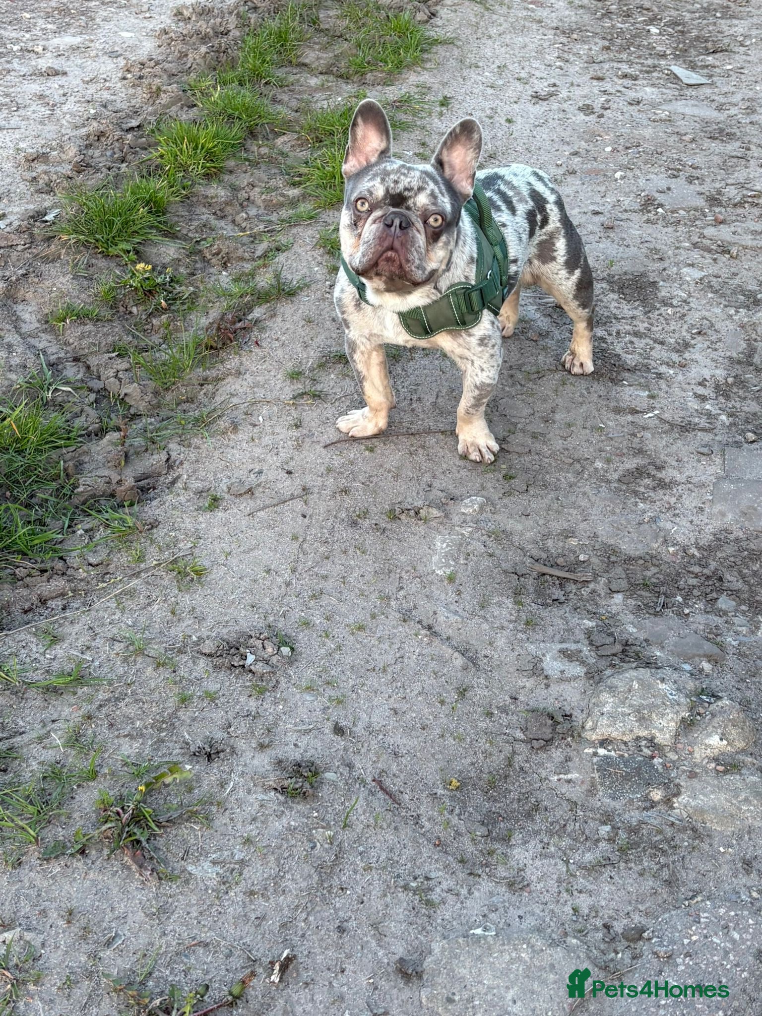 French Bulldog dogs French Bulldog For Stud - Advert 1