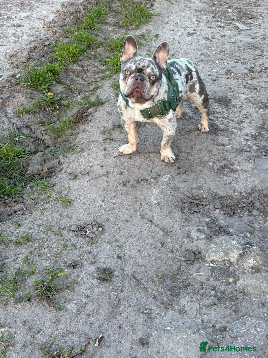 French Bulldog dogs for stud: French Bulldog For Stud in Liverpool - Advert 1