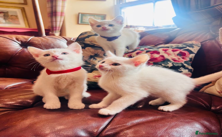 Mixed Breed cats - Advert 1