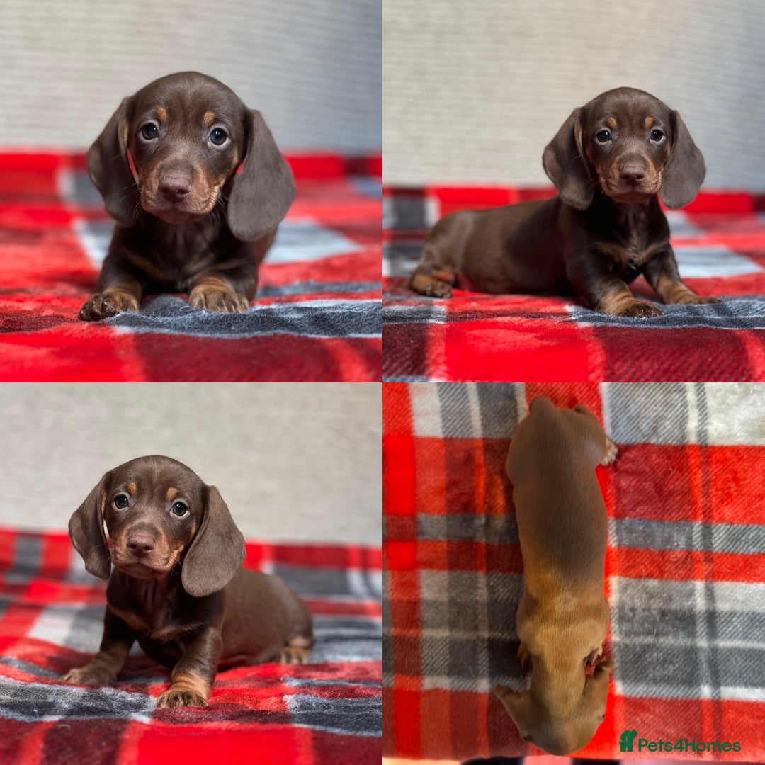 Miniature Dachshund dogs for sale: STUNNING DACHSUND PUPPIES  - Image 21