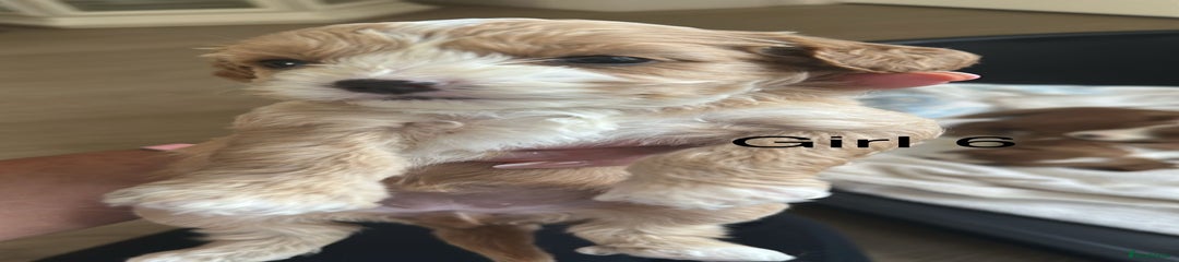 Cavapoo Puppy 6