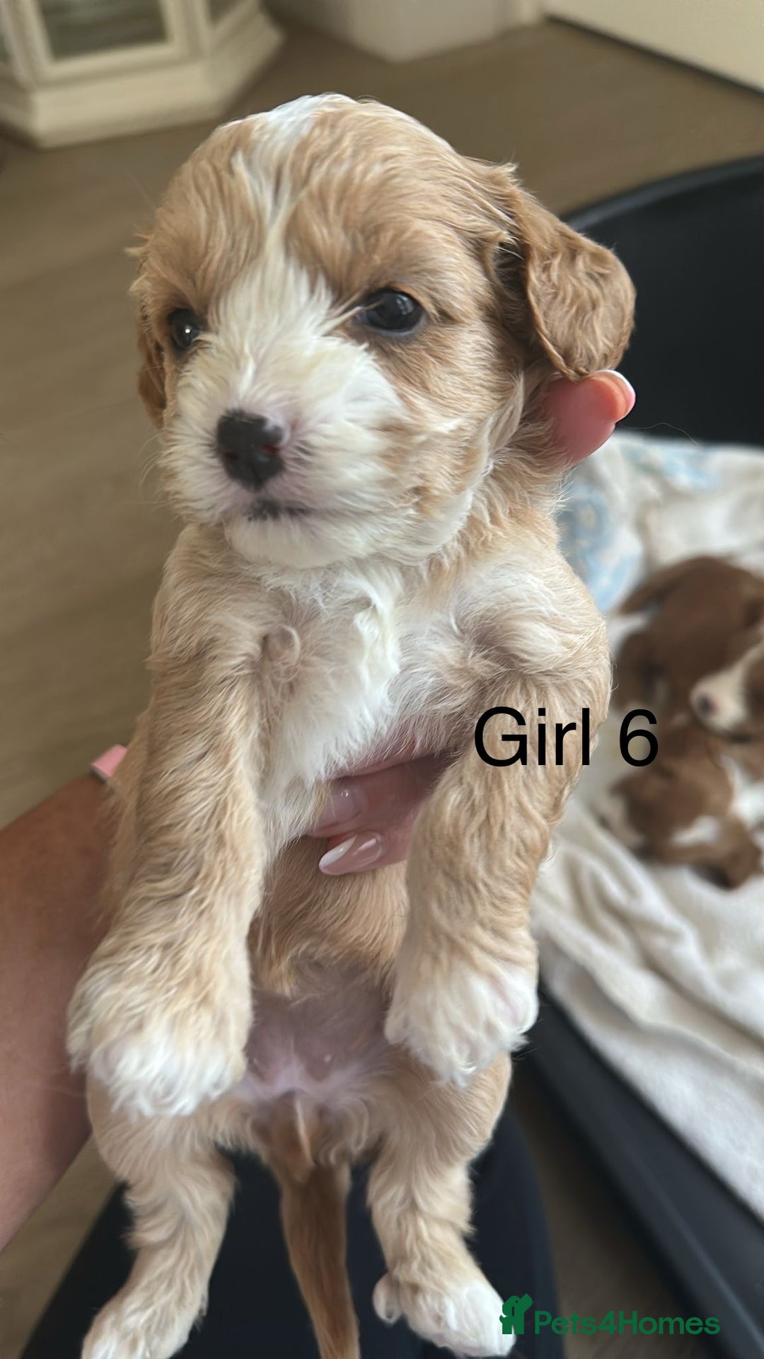 Cavapoo dogs for sale: One girl left has come available  - Image 20