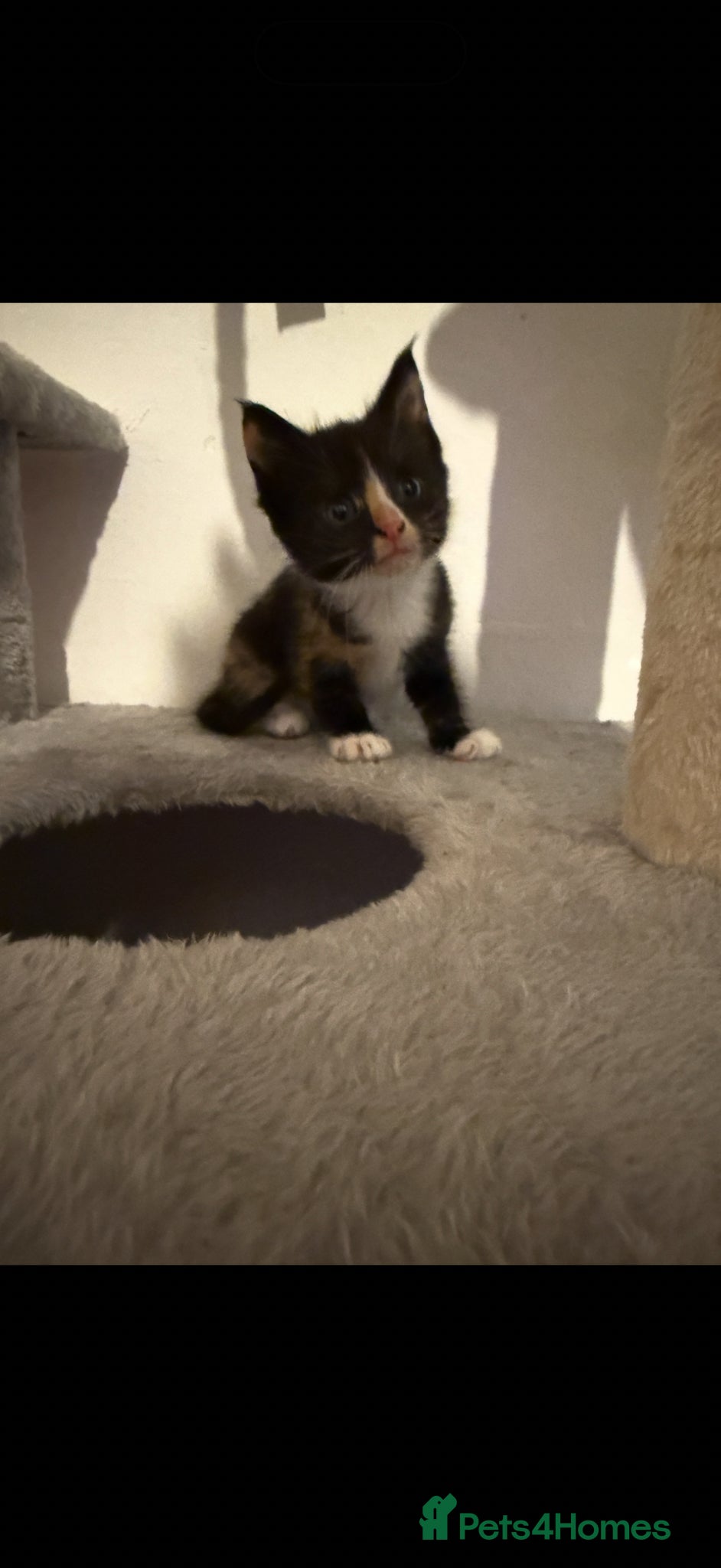 Mixed Breed cats for sale: Mix breed kittens - Advert 2
