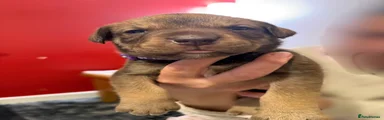Mocha 