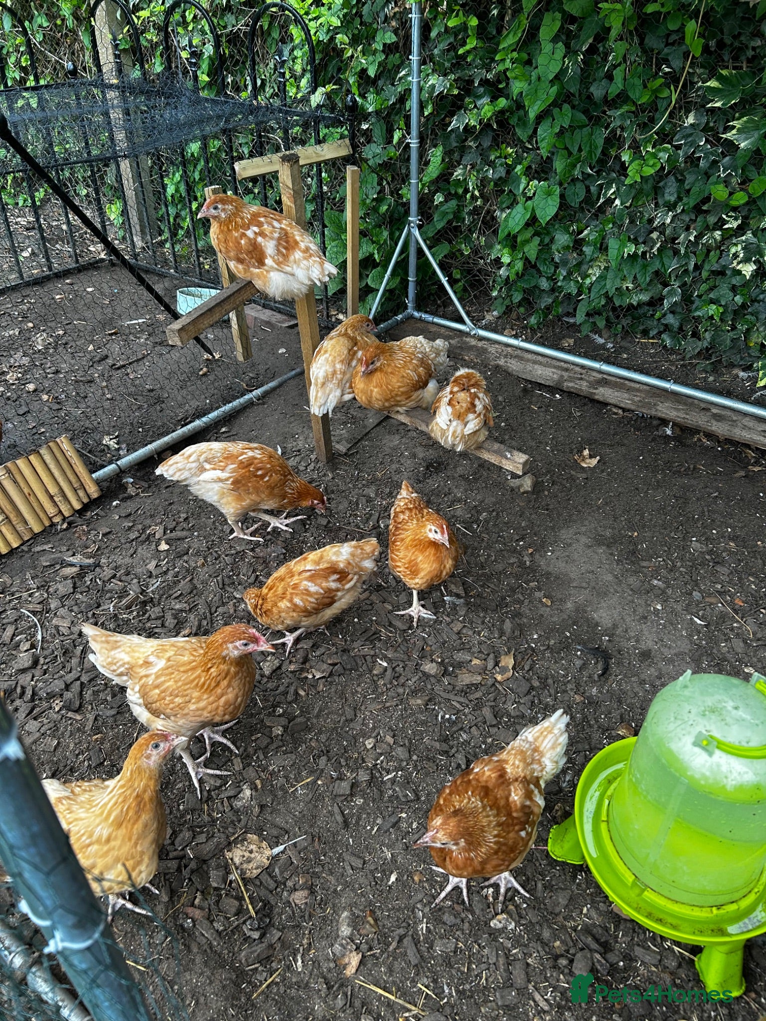 Chickens poultry 9 week old isa brown growers  - Advert 7