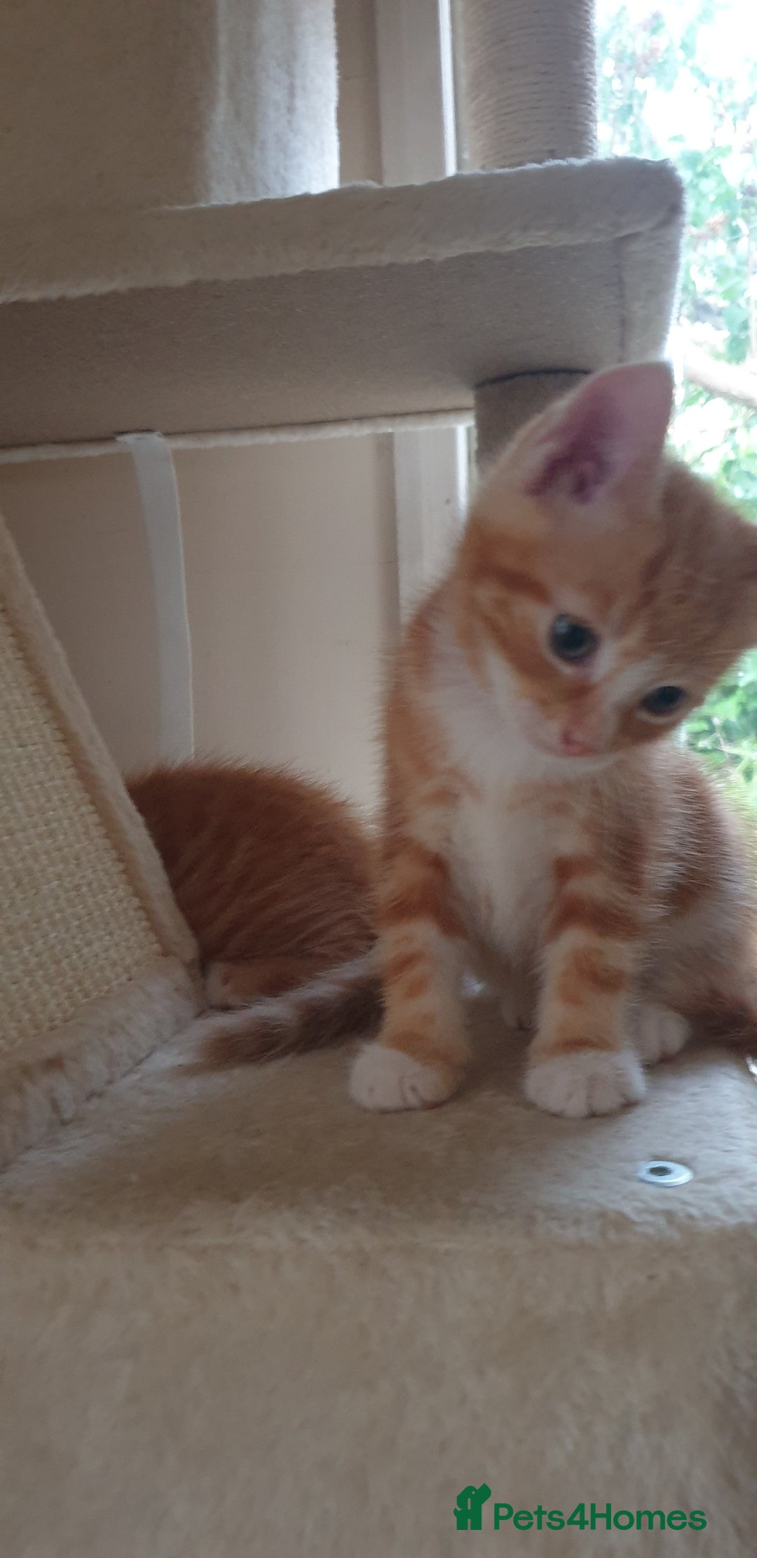Domestic Shorthair cats for sale: Ginger kittens  - Image 13