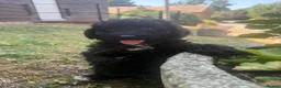 Miniature Poodle dogs for sale: DNA health tested Miniature Poodles 💐 - Advert 12