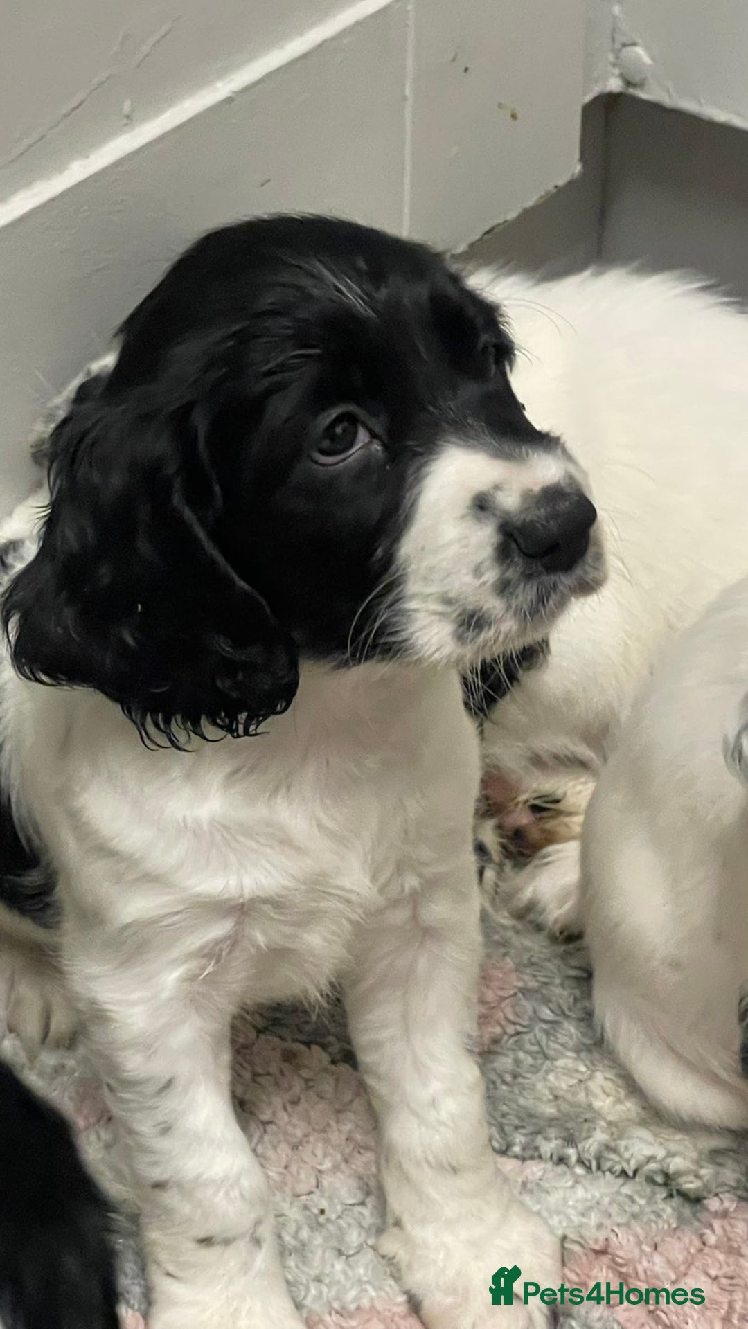 Sprocker dogs for sale: Sprocker spaniel 1 GIRL left  🎀 - Advert 6