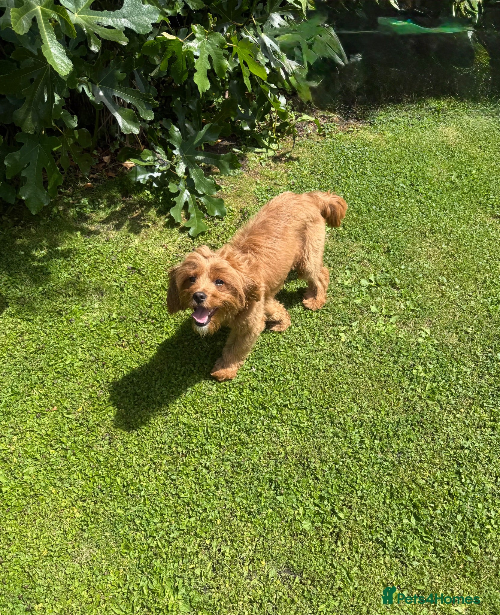 Cavapoo dogs Cavapoo Proven Stud  - Advert 8