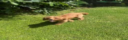 Cavapoo dogs for stud: Cavapoo Proven Stud  - Advert 1