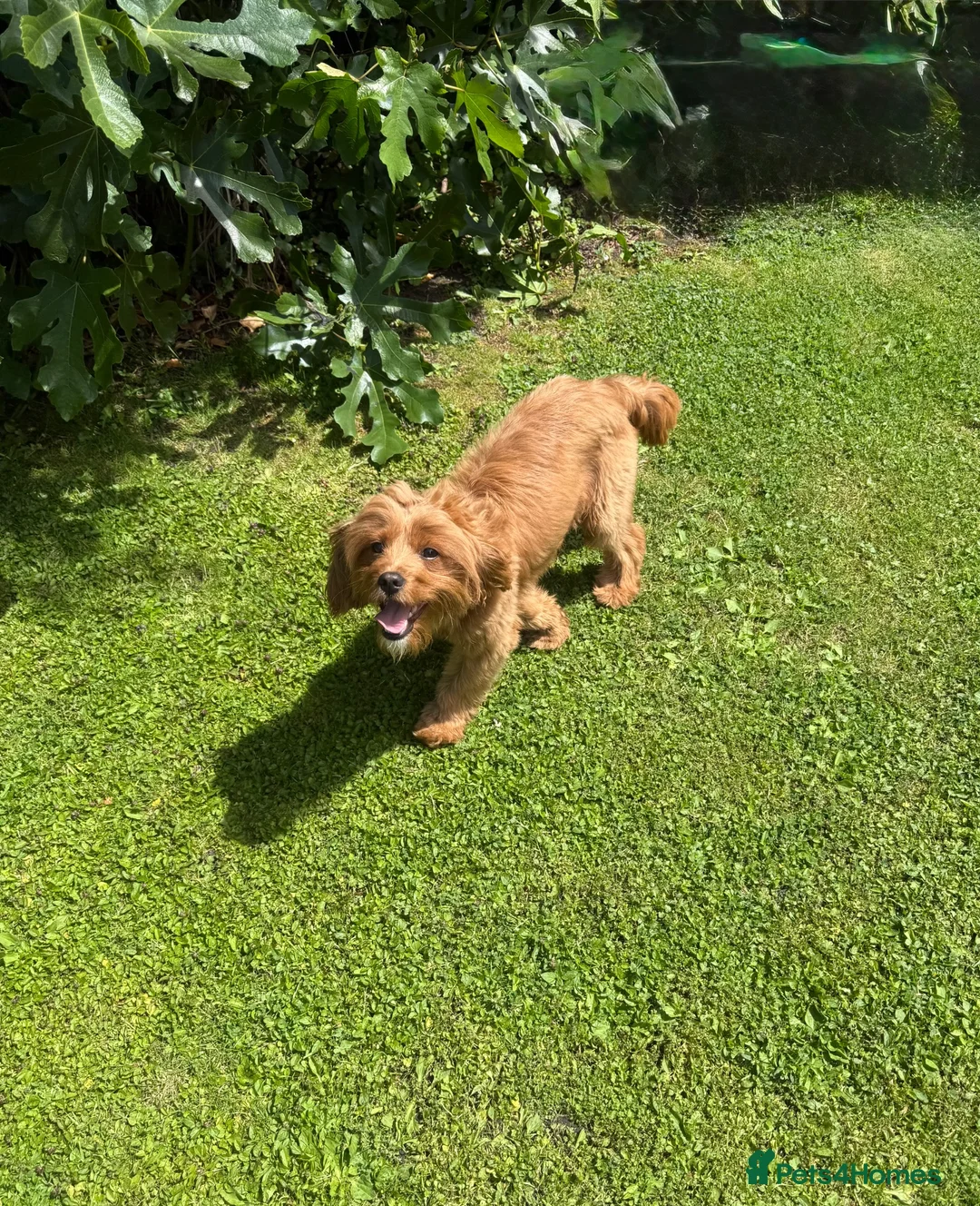 Cavapoo dogs for stud: Cavapoo Proven Stud  - Advert 1