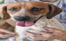 Mixed Breed dogs for adoption: Terry needs a loving home  - Image 11