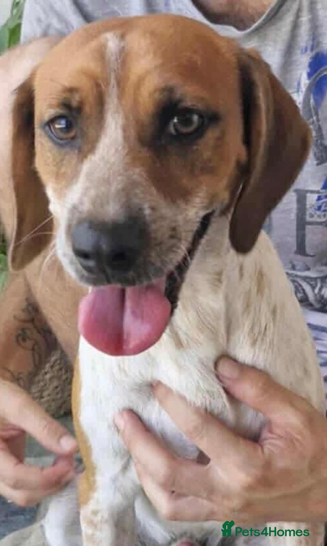 Mixed Breed dogs for adoption: Terry needs a loving home  - Image 11