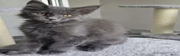 Maine Coon cats for sale: Maine Coon Kitten ready - Advert 18