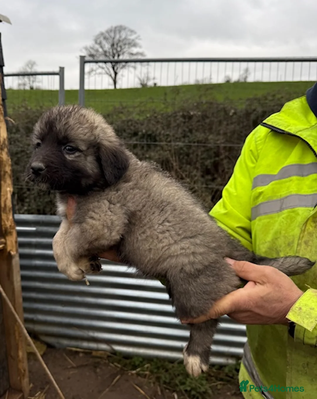 Caucasian Shepherd Dog dogs for sale: Beautiful Caucasian shepherd puppies in Radstock - Advert 29